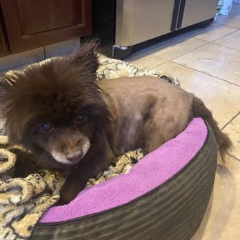 PawSpa Pet Grooming - Pet Groomers Near Me - Antioch, California PawSpa Pet Grooming - Pet Groomers Near Me - Antioch, California
