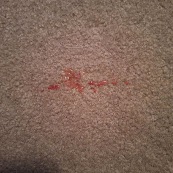 Southern Oregon Veterinary Specialty Center - Blood she lost also - Veterinarians Near Me - Central Point, Oregon