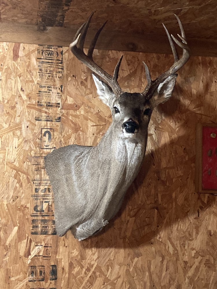 Sportsmen's Wildlife Studio - taxidermy in Wolfe City, TX