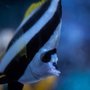 Photo of Blue Zoo Aquarium Rogers