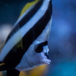 Blue Zoo Aquarium Rogers