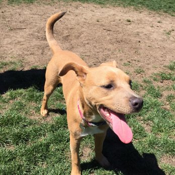 Upper Douglass Dog Park - Having a blast :P - Dog Parks Near Me - San Francisco, California Upper Douglass Dog Park - Having a blast :P - Dog Parks Near Me - San Francisco, California