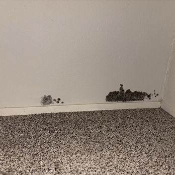 Maple Ridge - Black mold guest room - Apartments Near Me - Richland, Washington Maple Ridge - Black mold guest room - Apartments Near Me - Richland, Washington