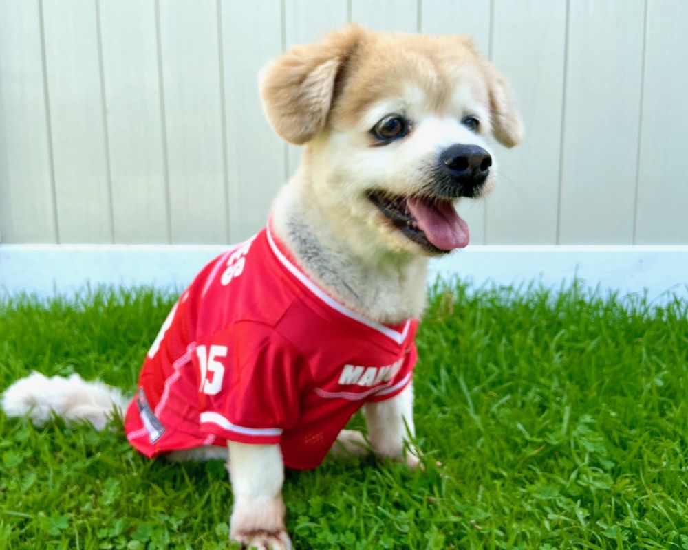 CAMEOS PET SALON AND DOGGIE DAY CARE Updated September 2024 166