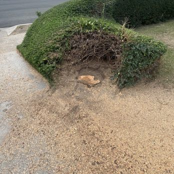 Al’s Tree Care - After - Tree Services Near Me Al’s Tree Care - After - Tree Services Near Me