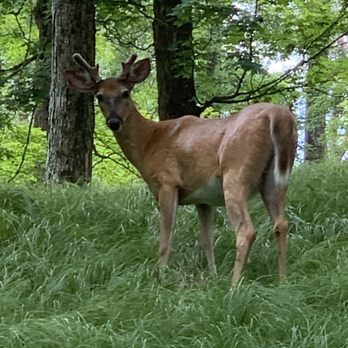 Harriman State Park - Bambino - Parks Near Me - southfields, New York
