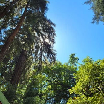 Riverside Campground & Cabins - Looking up to the trees from cabin 11 - Campgrounds Near Me - Big Sur, California Riverside Campground & Cabins - Looking up to the trees from cabin 11 - Campgrounds Near Me - Big Sur, California