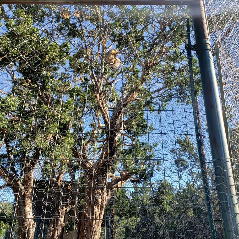 Wildlife West Nature Park - We didn't know that fox sleep in trees... crazy! - Zoos Near Me - Edgewood, New Mexico Wildlife West Nature Park - We didn't know that fox sleep in trees... crazy! - Zoos Near Me - Edgewood, New Mexico