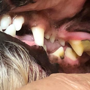Clean Teeth Happy Feet - Pet Groomers Near Me Clean Teeth Happy Feet - Pet Groomers Near Me