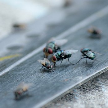 Modern Pest Services - Blow flies, also known as bottle flies or carrion flies, resting on wood - Pest Control Near Me - Chichester, New Hampshire