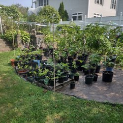My Italian Fig Tree - Fig Trees