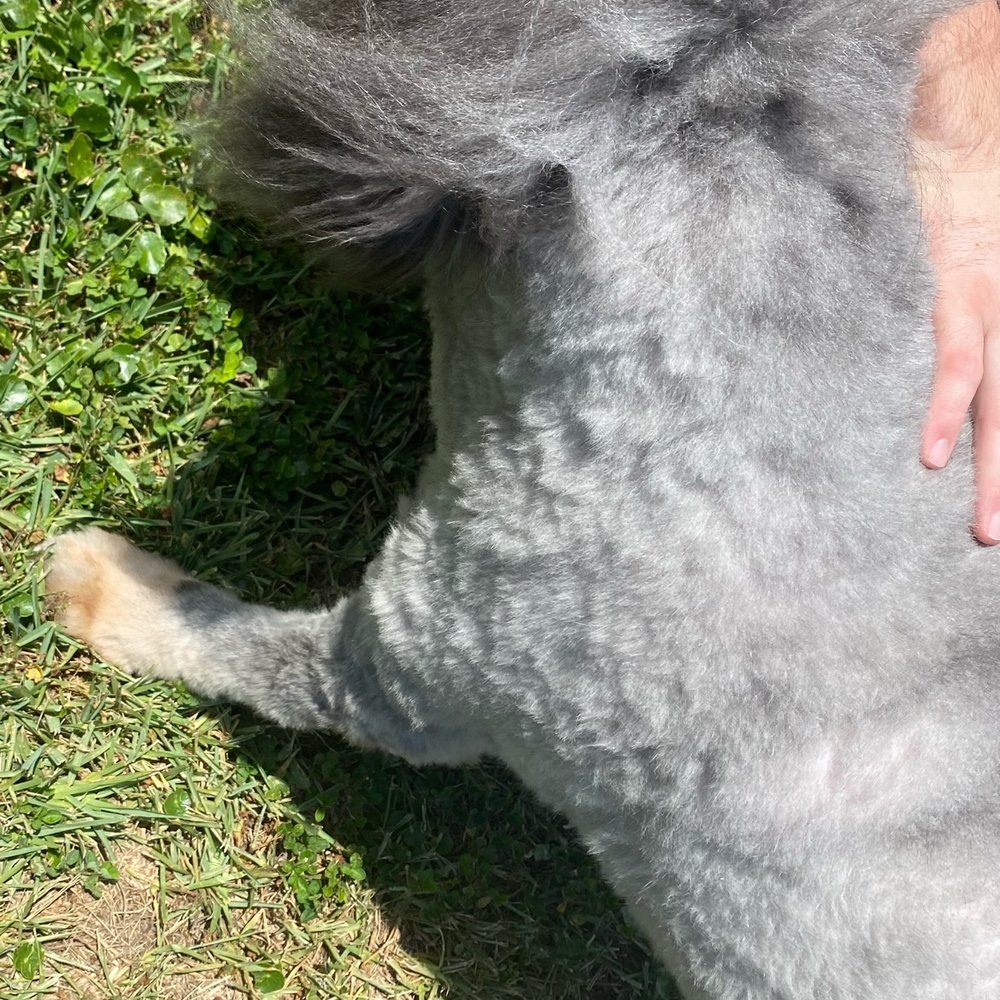 Bark Avenue Pet Resort - Totally uneven! - Pet Groomers Near Me - Jacksonville, Florida Bark Avenue Pet Resort - Totally uneven! - Pet Groomers Near Me - Jacksonville, Florida
