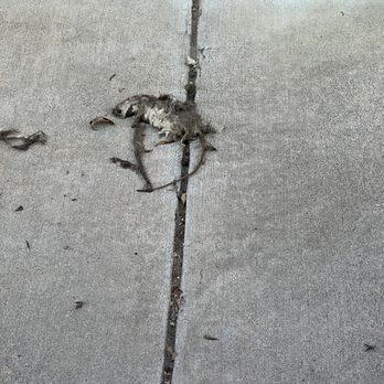 Able Storage - Rialto - Rats! Rats! Rats! All my stuff is destroyed or has Rat Poop and pee on. Dead rats and rat poop even outside of units. - Self Storage Near Me - Rialto, California Able Storage - Rialto - Rats! Rats! Rats! All my stuff is destroyed or has Rat Poop and pee on. Dead rats and rat poop even outside of units. - Self Storage Near Me - Rialto, California