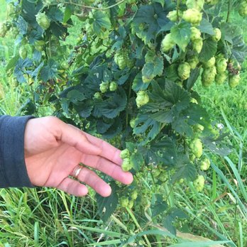 Stone Cow Brewery - Hops! - Breweries Near Me - Barre, Massachusetts Stone Cow Brewery - Hops! - Breweries Near Me - Barre, Massachusetts