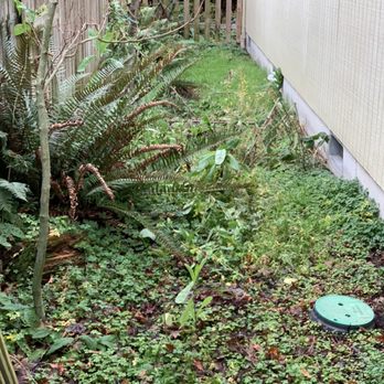 Evolution Landscaping - Tree Services Near Me Evolution Landscaping - Tree Services Near Me