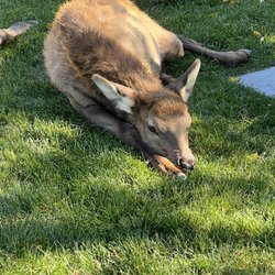 Elk of Yellowstone Park