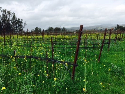 Canihan Wines by null