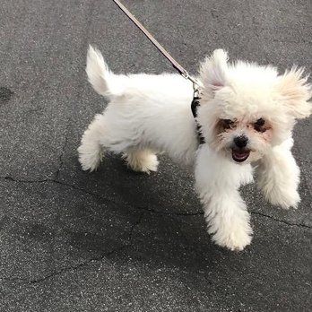 Paws On Doggy Daycare - My 4 month old puppy on one of his many walks - Pet Boarding Near Me - Downey, California Paws On Doggy Daycare - My 4 month old puppy on one of his many walks - Pet Boarding Near Me - Downey, California