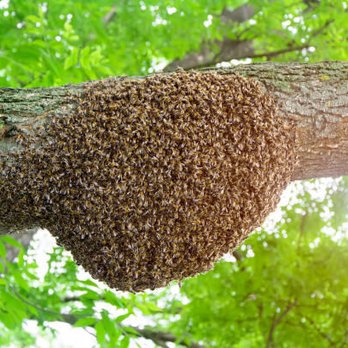 Bee Rescue Foundation Of Florida Live Bee Removal - Pest Control Near Me - Clearwater, Florida Bee Rescue Foundation Of Florida Live Bee Removal - Pest Control Near Me - Clearwater, Florida