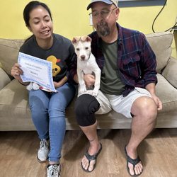 Wiggle Butt's Academy - Monty, a Pitsky, graduating from board and train.