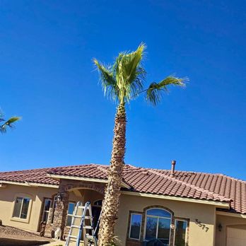 Etc Tree Services - From overgrown and full of dead fronds to clean, trimmed, and looking right again. Big difference with a proper palm trim. - Tree Services Near Me - Alamogordo, New Mexico Etc Tree Services - From overgrown and full of dead fronds to clean, trimmed, and looking right again. Big difference with a proper palm trim. - Tree Services Near Me - Alamogordo, New Mexico