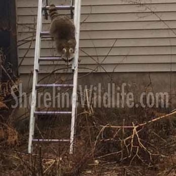 Shoreline Wildlife and Pest Control - Pest Control Near Me Shoreline Wildlife and Pest Control - Pest Control Near Me