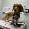 The Honolulu Pet Clinic gift card