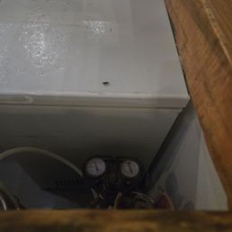 Roach crawling on top of the cooler at the bar