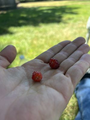 Marin French Cheese Co. by null