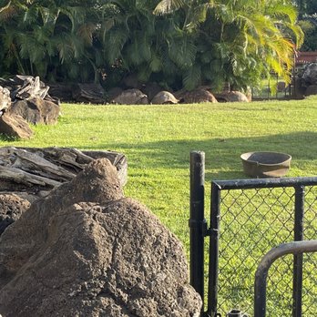 Twilight Tours - Tortoises resting. - Walking Tours Near Me - Honolulu, Hawaii Twilight Tours - Tortoises resting. - Walking Tours Near Me - Honolulu, Hawaii