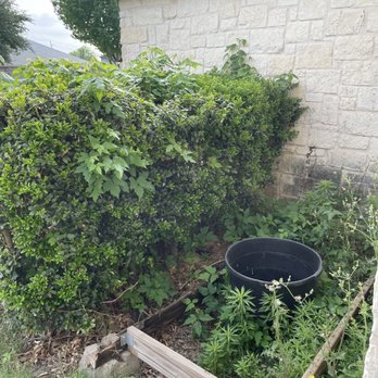 Austin Tree Care Service - Before picture - Tree Services Near Me - Dale, Texas