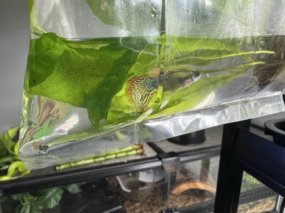 Tropical Lagoon Aquarium - koi in Silver Spring, MD