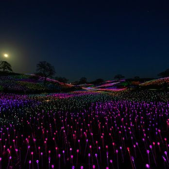 Sensorio - Field Of Light at Sensorio - Paso Robles, CA - Art Galleries Near Me - Paso Robles, California