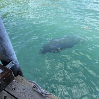 Latitudes - Sunset Key Cottages - Manatee sighting off the pier while waiting for the ferry - Seafood Near Me - Key West, Florida