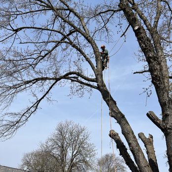 Mauricio’s Tree Service - Tree Services Near Me - Green Bay, Wisconsin Mauricio’s Tree Service - Tree Services Near Me - Green Bay, Wisconsin