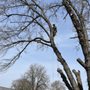 Mauricio’s Tree Service