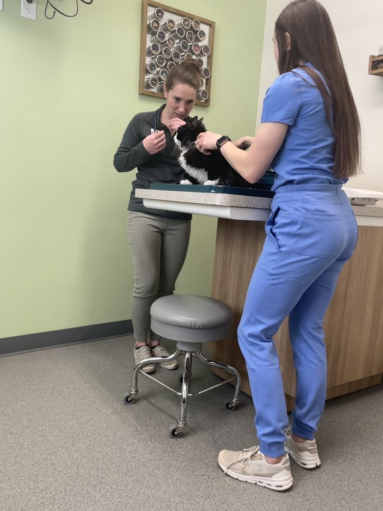 VETERINARY SERVICES IN MOSCOW ID visual data 6