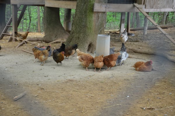 The Restaurant at Patowmack Farm by null