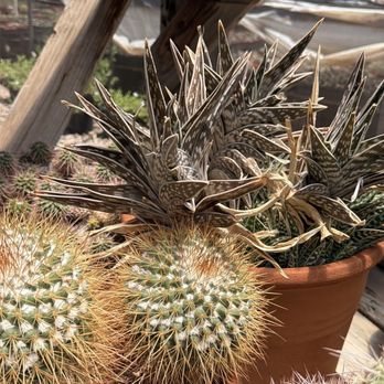 Bach's Cactus Nursery - Nurseries & Gardening Near Me - Tucson, Arizona
