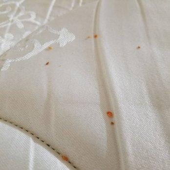Super 8 by Wyndham Norfolk - Some crumbs on the mattress under the mattress cover. - Hotels Near Me - Norfolk, Nebraska Super 8 by Wyndham Norfolk - Some crumbs on the mattress under the mattress cover. - Hotels Near Me - Norfolk, Nebraska