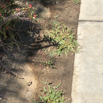 Ortega Tree Service - Weeds and more weeds. - Tree Services Near Me