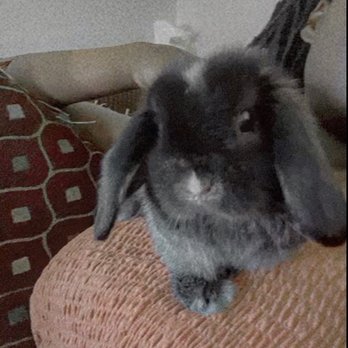 Rabbit Rescue - Zaza is happy and very active - Animal Shelters Near Me - Paramount, California