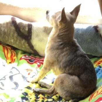 Limehouse Veterinary Clinic - Our sweetie... - Veterinarians Near Me - Glendale, California Limehouse Veterinary Clinic - Our sweetie... - Veterinarians Near Me - Glendale, California