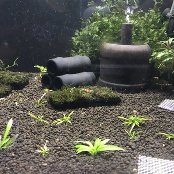 Bob's Tropical Fish - Local Fish Stores Near Me - Los Angeles, California