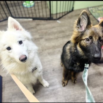 Jao Dog Training - Winter and Loki - Pet Services Near Me Jao Dog Training - Winter and Loki - Pet Services Near Me
