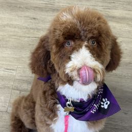 Always gets a treat after her bath! Always gets a treat after her bath!