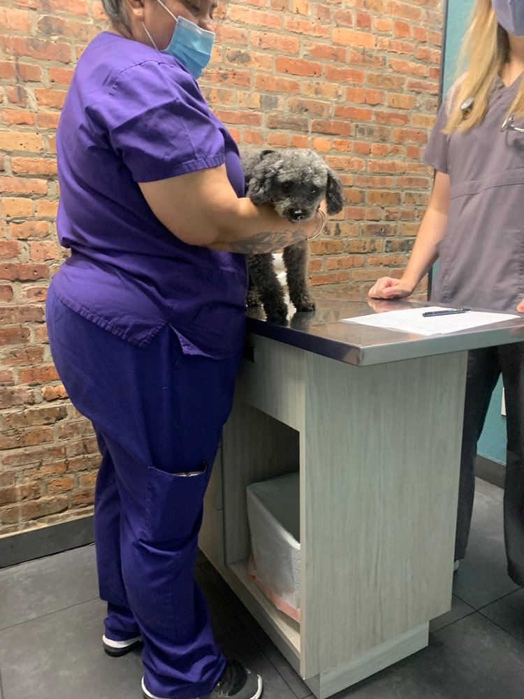 PROSPECT HEIGHTS ANIMAL HOSPITAL Updated September 2024 40 Photos