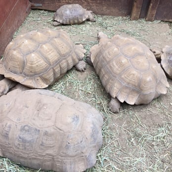 Wildlife Learning Center - Tortoises - Zoos Near Me - Sylmar, California Wildlife Learning Center - Tortoises - Zoos Near Me - Sylmar, California