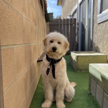 Euphuria Pet Salon - Puppy cut 2" - Pet Stores Near Me - North Hollywood, California