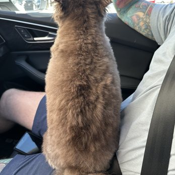 Petco - Her perfect healthy coat is destroyed! - Pet Groomers Near Me - Spring, Texas